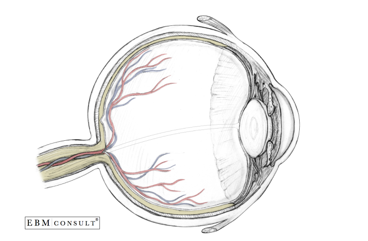 Eyeball anatomy online